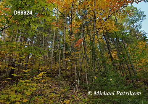 Algonquin Provincial Park, Ontario